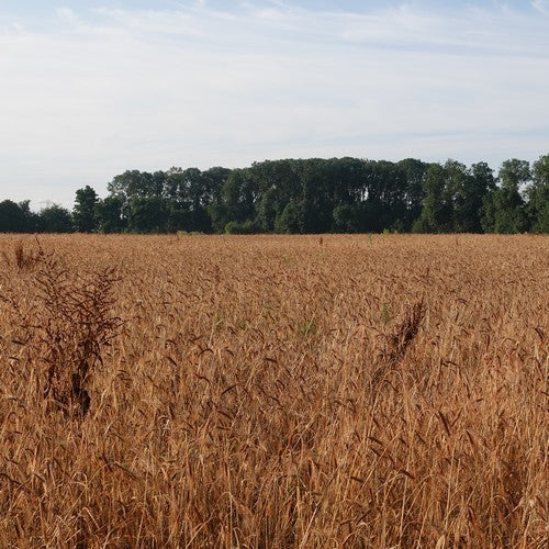 Triticum dicoccum 'Bruinkaf Zomer Emmer'