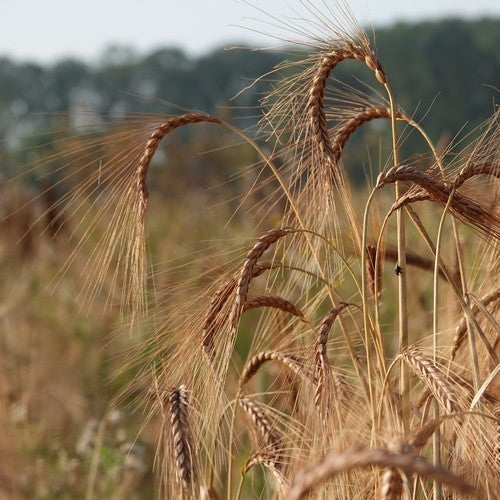 Triticum dicoccum 'Bruinkaf Zomer Emmer'