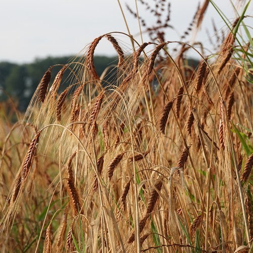 Triticum dicoccum 'Bruinkaf Zomer Emmer'