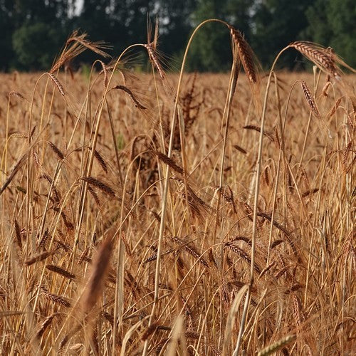 Triticum dicoccum 'Bruinkaf Zomer Emmer'