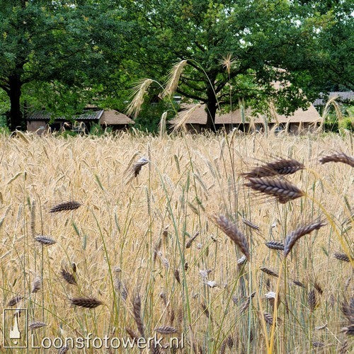 Triticum dicoccum 'Bruinkaf Zomer Emmer'