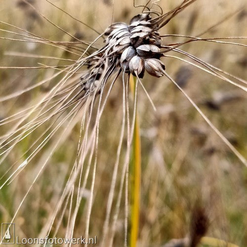 Triticum dicoccum 'Bruinkaf Zomer Emmer'