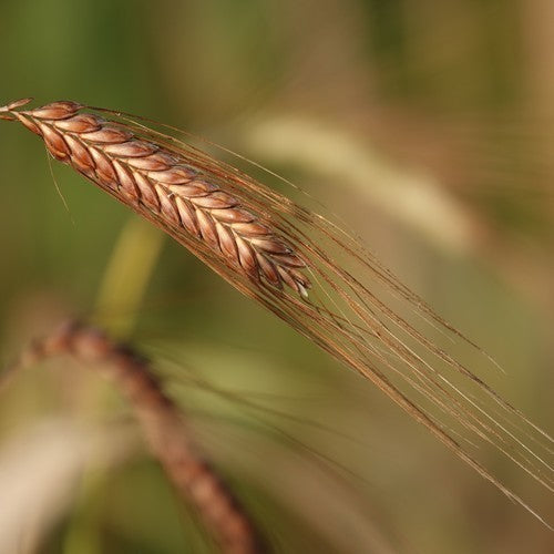 Triticum dicoccum 'Bruinkaf Zomer Emmer'