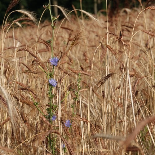 Triticum dicoccum 'Bruinkaf Zomer Emmer'