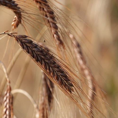 Triticum dicoccum 'Bruinkaf Zomer Emmer'