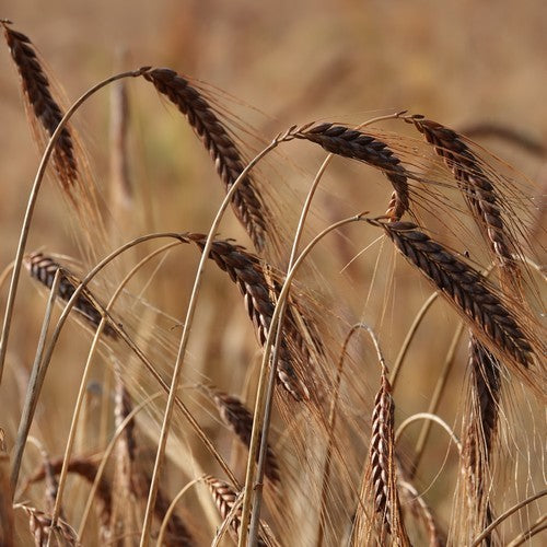 Triticum dicoccum 'Bruinkaf Zomer Emmer'