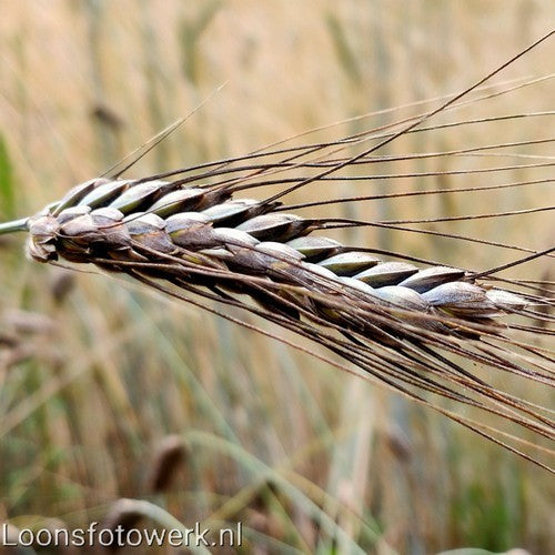 Triticum dicoccum 'Bruinkaf Zomer Emmer'