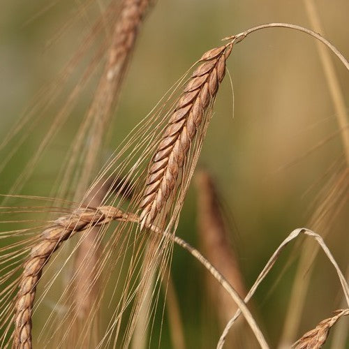 Triticum dicoccum 'Bruinkaf Zomer Emmer'
