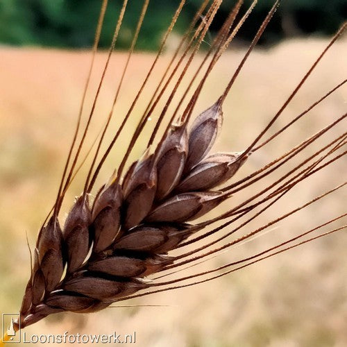 Triticum dicoccum 'Bruinkaf Zomer Emmer'
