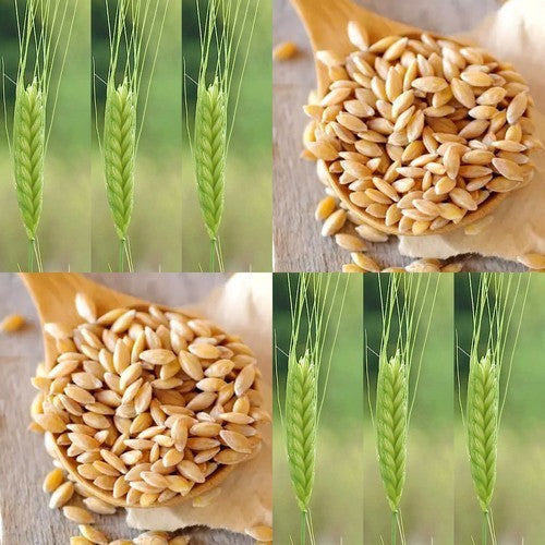 Einkorn wheat
