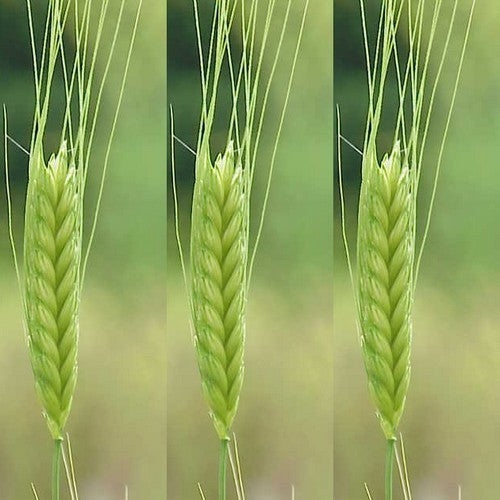 Einkorn wheat