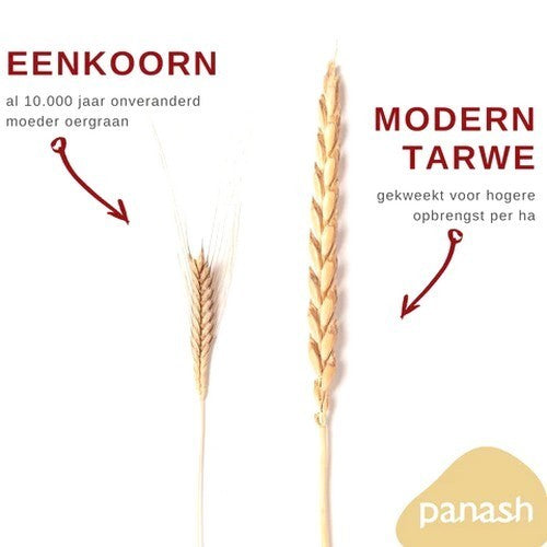 Einkorn wheat