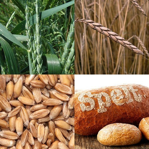 Triticum spelta 'Sammy' / 'Martongold'