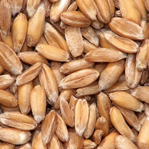 Triticum spelta 'Sammy' / 'Martongold'