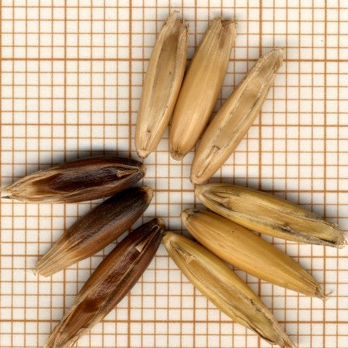 Triticum spelta 'Sammy' / 'Martongold'