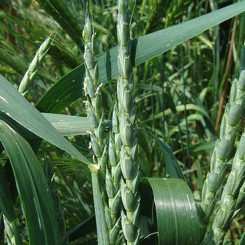 Triticum spelta 'Sammy' / 'Martongold'