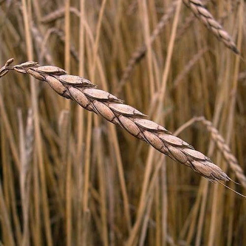 Triticum spelta 'Sammy' / 'Martongold'