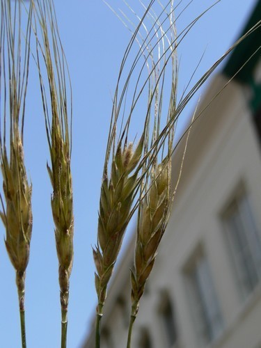 Triticum turgidum ssp. turanicum 'Kamut'