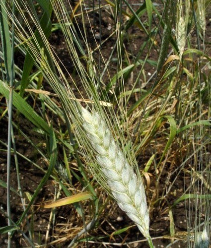Triticum turgidum ssp. turanicum 'Kamut'