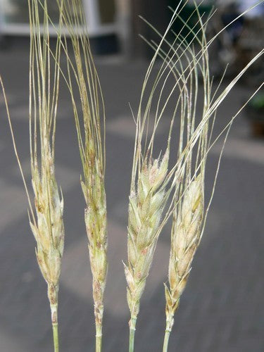 Triticum turgidum ssp. turanicum 'Kamut'