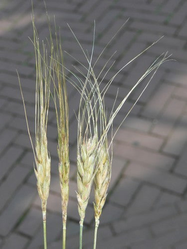 Triticum turgidum ssp. turanicum 'Kamut'