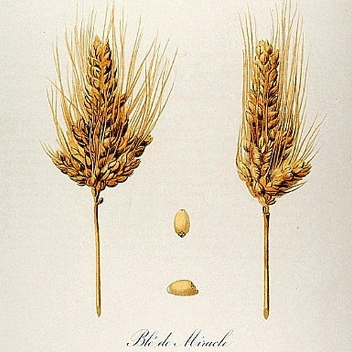 Triticum turgidum ssp. turanicum 'Khorasan'