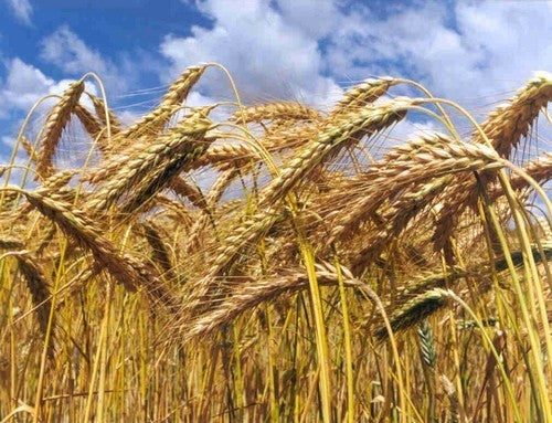 X Triticale hybride 'SW Talentro' / 'Sequenz' / 'Twingo' / 'Du'