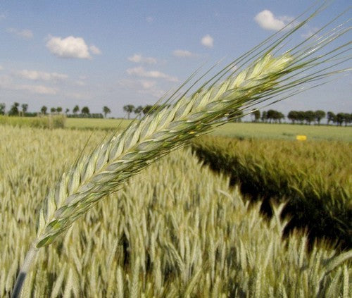 X Triticale hybride 'SW Talentro' / 'Sequenz' / 'Twingo' / 'Du'