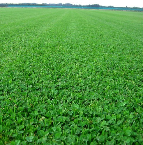 Microklavergazon 'Microclover & Grass'