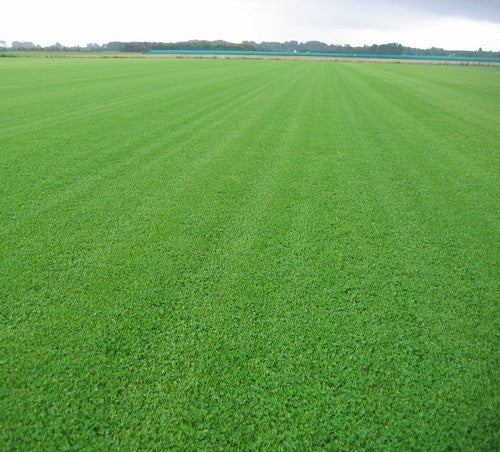 Microklavergazon 'Microclover & Grass'