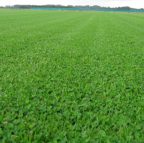 Microklavergazon 'Microclover & Grass'