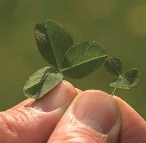 Microklavergazon 'Microclover & Grass'