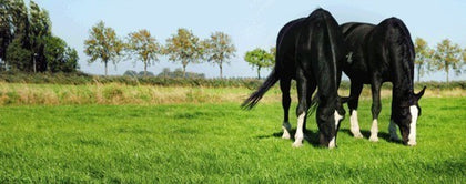 Paarden- Geiten- en Schapenweide 'Horse Star'