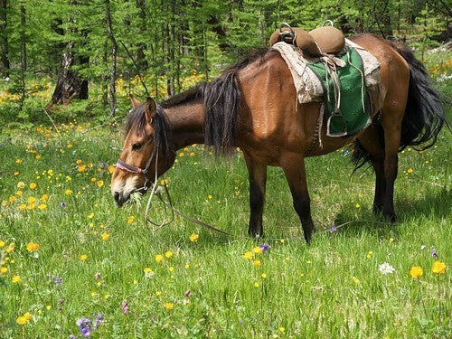 Herbal mix for Horses 'Top 24'