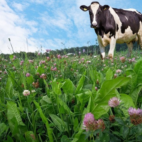 Cattle Pasture Grass & Herbs & Clovers 'Field Star Plus'