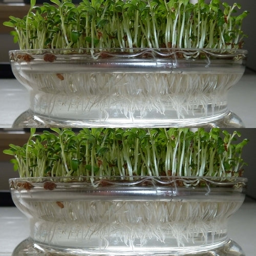 ORGANIC BOWL