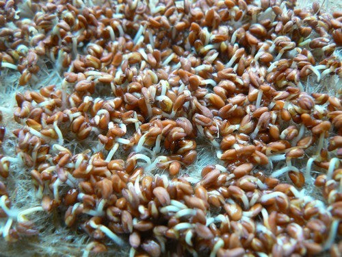 MicRomates