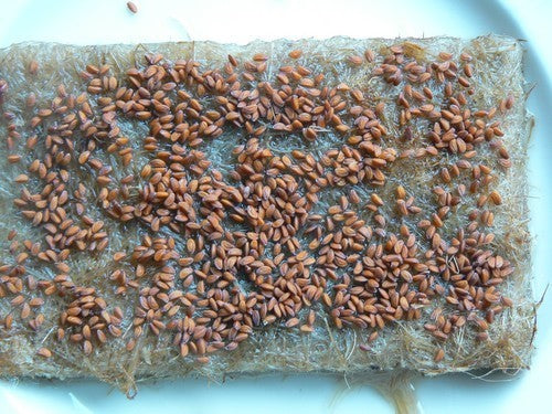 MicRomates