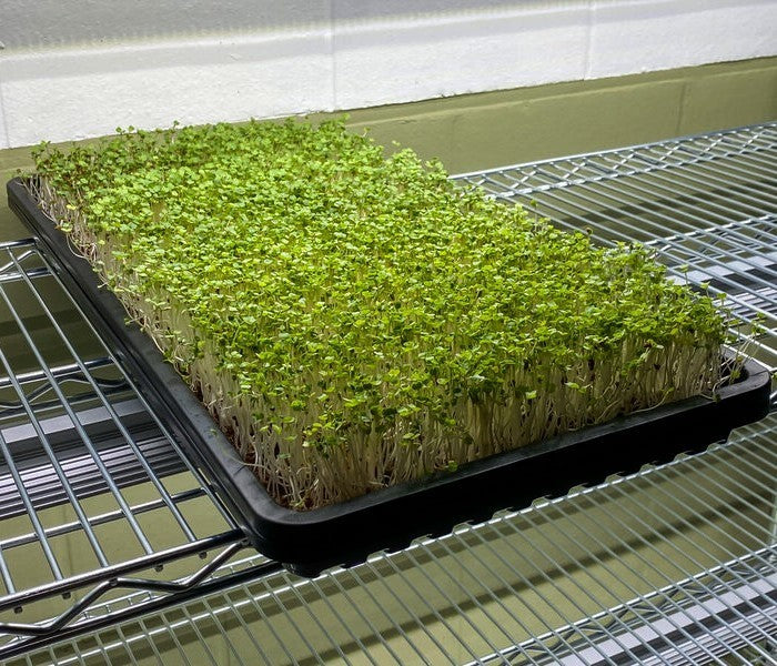 Kweekschotel Microgroente G213B