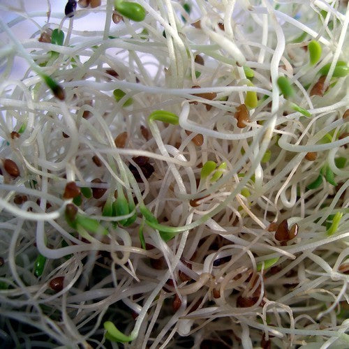 Alfalfa