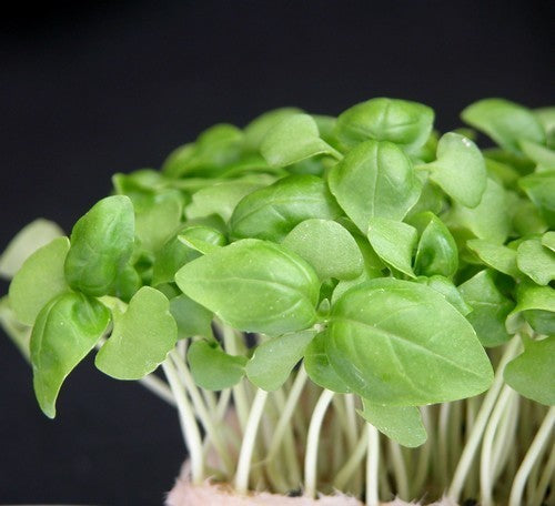 BasilicumKers 'Groene Genovese'