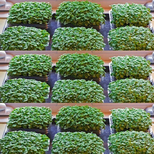 BasilicumKers 'Groene Genovese'