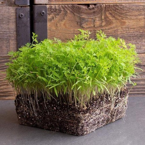 Carrot Cress