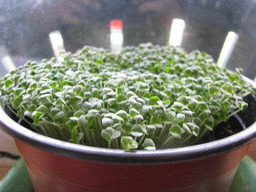 Chia