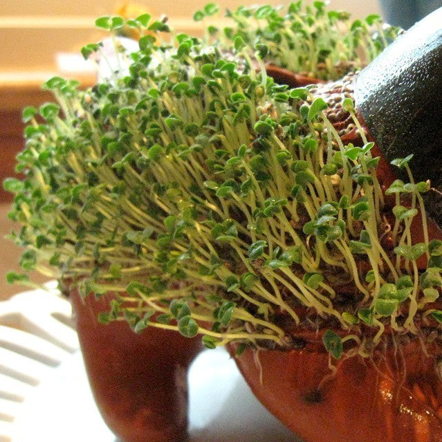 Chia