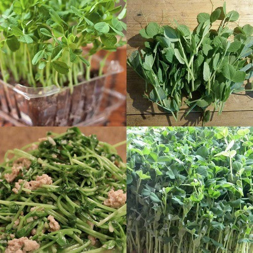 Pea shoot