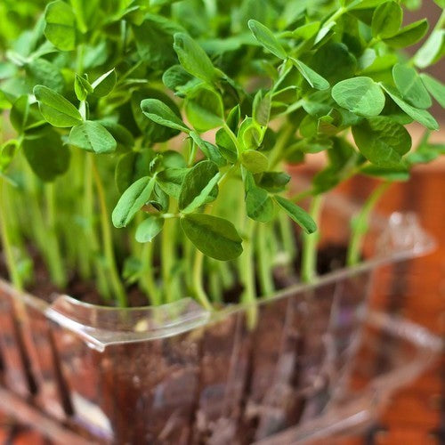 Pea shoot