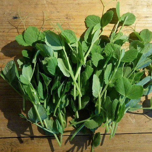 Pea shoot
