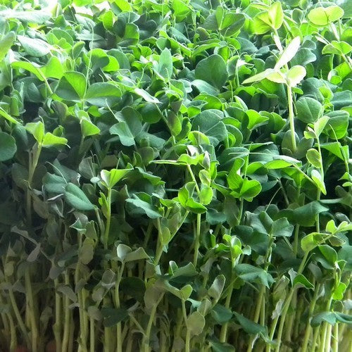 Pea shoot