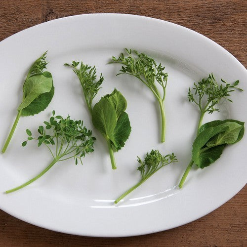 Micro Pea Shoot 'Petite Snap-Greens'